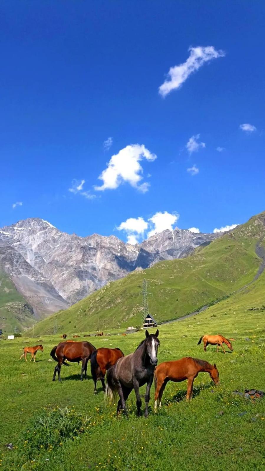 Mountain Flower Cottage Kazbegi Exterior photo